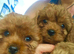 Cavapoo Stud Dog. Devon 5* Council Reg&rsquo;d