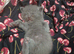BSH x Persian LAST GIRL