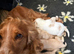 Beautiful f1 cockapoo puppies