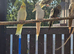 Fallow hen cockatiel