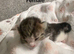 3 Beautiful Kittens