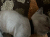 Burmese blue kittens GCCF