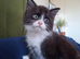 LAST KITTEN LEFT! Fluffy Black & White Female – Super Playful & Affectionate
