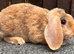 Mini Plush Lops. Hypoallergenic fur.
