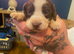 Cocker spaniel puppies
