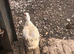 Young unrelated muscovy trio