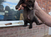 Ferrets for sale