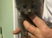 Maine coons