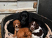 Here are 3 gorgeous little puppies