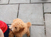Beautiful cavapoo puppy