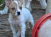Beautiful little jackawawa dog last one