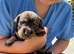 *Gamekeeper bred Wirehaired Dachshund (Teckel) Puppies*