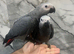 Ready Now Baby handreared Super Tame Cuddly Friendly African Grey Parrot,22