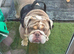 Home needed for my boy