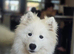 Female Samoyed