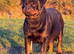 **Beautiful Female Rottweiler – 3 Years Old**