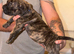 Cane Corso bandogge mastiff chunky pups for sale