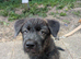 Meet Our Handsome Brindle Boy!