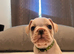 French Bulldog Puppies for Sale – Only £550 Each