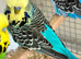 Budgies available