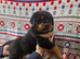 German rottweiler puppies