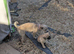 Lola - Chihuahua cross fox terrier 2 years old