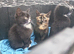 3 x 8 week old kittens