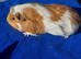 3 female guinea pigs