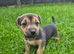 Jack Russell puppy