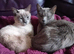 Thai x Russian blue 5yrs