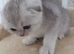 British Shorthair kittens