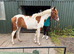 Beautiful coloured filly