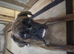 Full pedigree boxer (male)