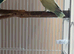 Baby lovebirds X2