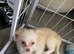 Chihuahua boy puppies