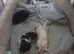 5 beautiful fluffy kittens looking for loving homes