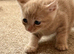 Last 2 kittens
