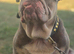 Male English bulldog