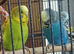 Breeding pair of budgies