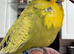 Super Tame Beautiful Male Exhibition Budgie