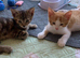 Gorgeous kittens! Ready Now!