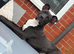 Puppy staffy cross
