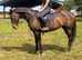 Cherry 16hh 10yo mare