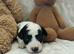 Adorable Cockerpoo puppies!