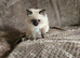 Ragdoll kittens