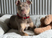 Female BULLY pup