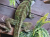 Sailfin Dragon