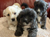 Stunning Puppies