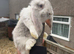 Giant French lops