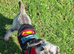 Miniature schnauzer x Yorkshire terrier